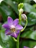 Phal. Evarise Blue Angel